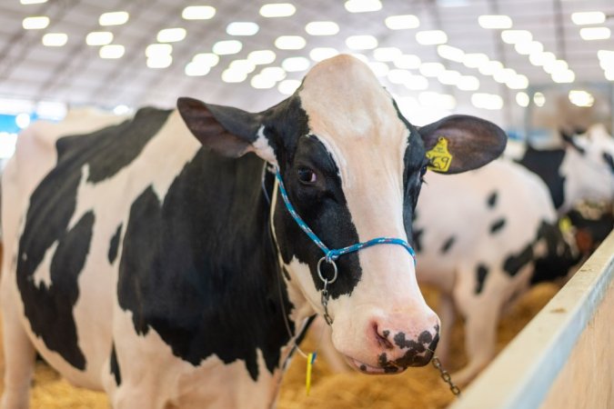 Vaca leiteira é preparada para exposição durante primeiro dia da Agroleite
