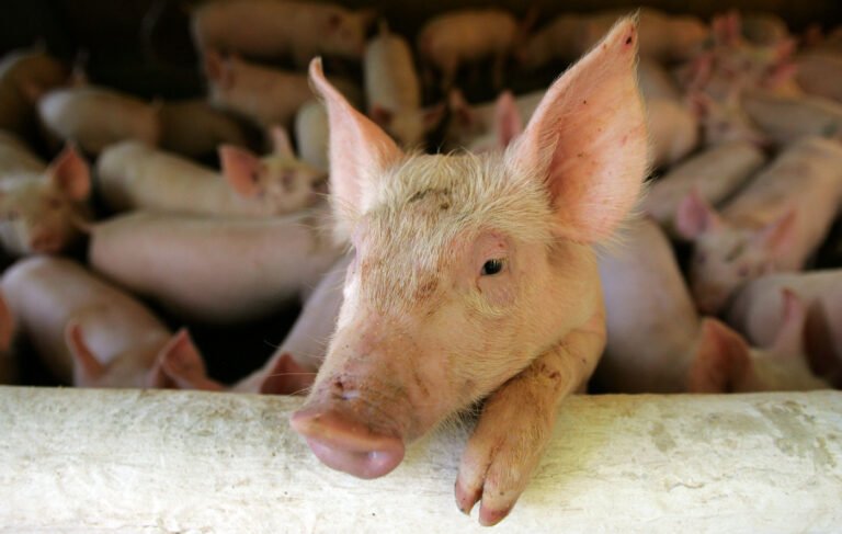 Xenotransprante: Médicos americanos realizam 2º transplante de coração de porco em humanos