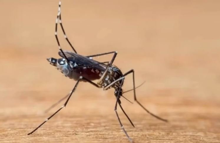 País tem novo recorde da dengue com 6 milhões de casos e 4 mil mortes