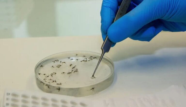 Ministério da Saúde confirma primeiras mortes por febre oropouche no mundo