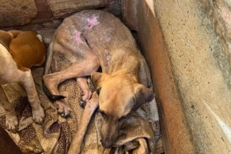 GO: Casal é preso por deixar cadela desnutrida, com feridas e sem comida