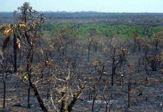 Desmatamento do Cerrado emite 135 milhões de toneladas de CO2