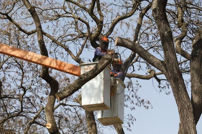 Saiba como solicitar podas e remoção de árvores mortas para evitar riscos de quedas