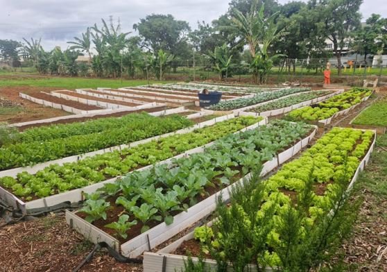 Horta contribui com ressocialização de custodiados e oferece alimentos de qualidade a instituições sociais