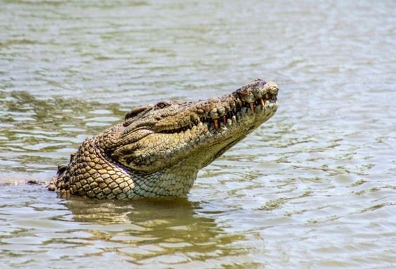 Criança de 10 anos desaparece após ataque de crocodilo de 4m