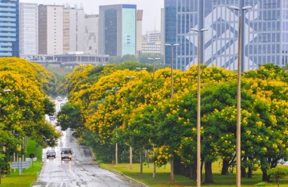 Cambuís abrem o calendário de floração de árvores do DF