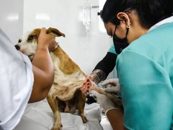 Programa oferece mil vagas para castração gratuita de cães e gatos em Taguatinga