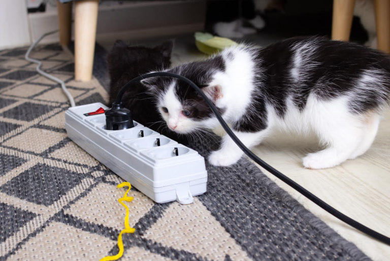Pets e segurança elétrica: Equatorial Goiás dá dicas para evitar acidentes
