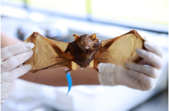 Raiva: população deve tomar cuidado ao lidar com animais silvestres