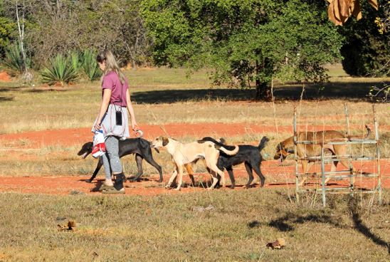 Animais em situação de rua são resgatados em operação coordenada pelo GDF