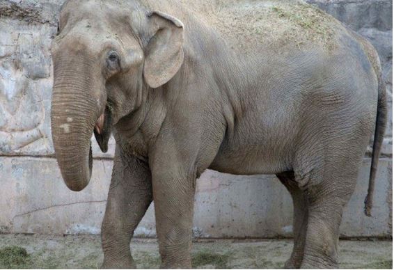 Elefanta ataca e mata turistas durante safári na Zâmbia