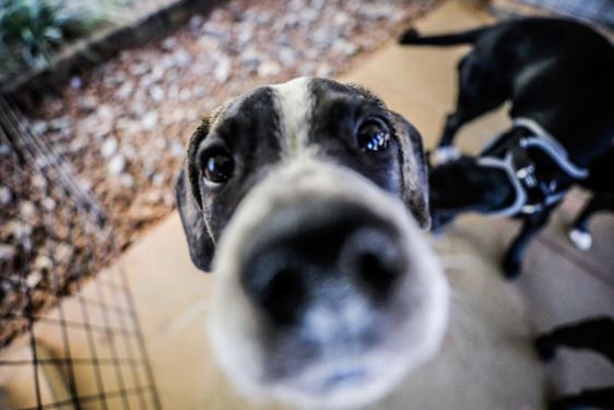 Feira Pet na passarela do Anexo do Buriti é chance responsável para cães e gatos serem adotados