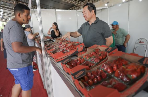 Festa do Morango, Expoabra, desfile cívico-militar, esporte: veja programação do fim de semana