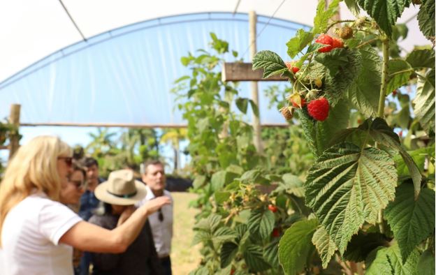 GDF aprova regimento interno da Câmara Setorial da Fruticultura