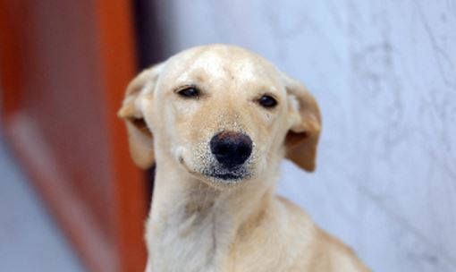 Trezentas vagas são oferecidas para castração de cães e gatos no Gama neste sábado (11)