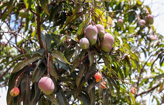Tempo de manga no DF: População deve ter cuidados na coleta dos frutos em áreas públicas