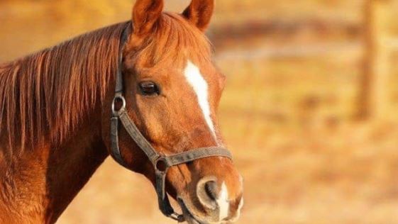 Acúmulo de gases no intestino matou cavalos que comeram feno com fungo em Goiânia