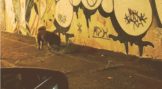 Polícia ouve dona de cães que teriam matado mais de 40 gatos no setor Sul, em Goiânia