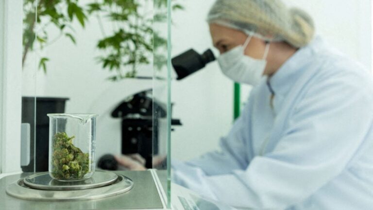 agro_cannabis_laboratorio_foto_REUTERS-Kira-Duarte_21.11