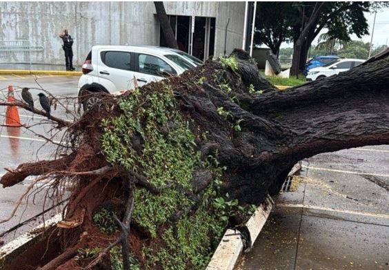 Árvore de grande porte cai em estacionamento do Dnit, na Asa Norte