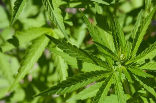 “Rei do Skunk” é preso ao transportar droga dentro de geladeira no DF