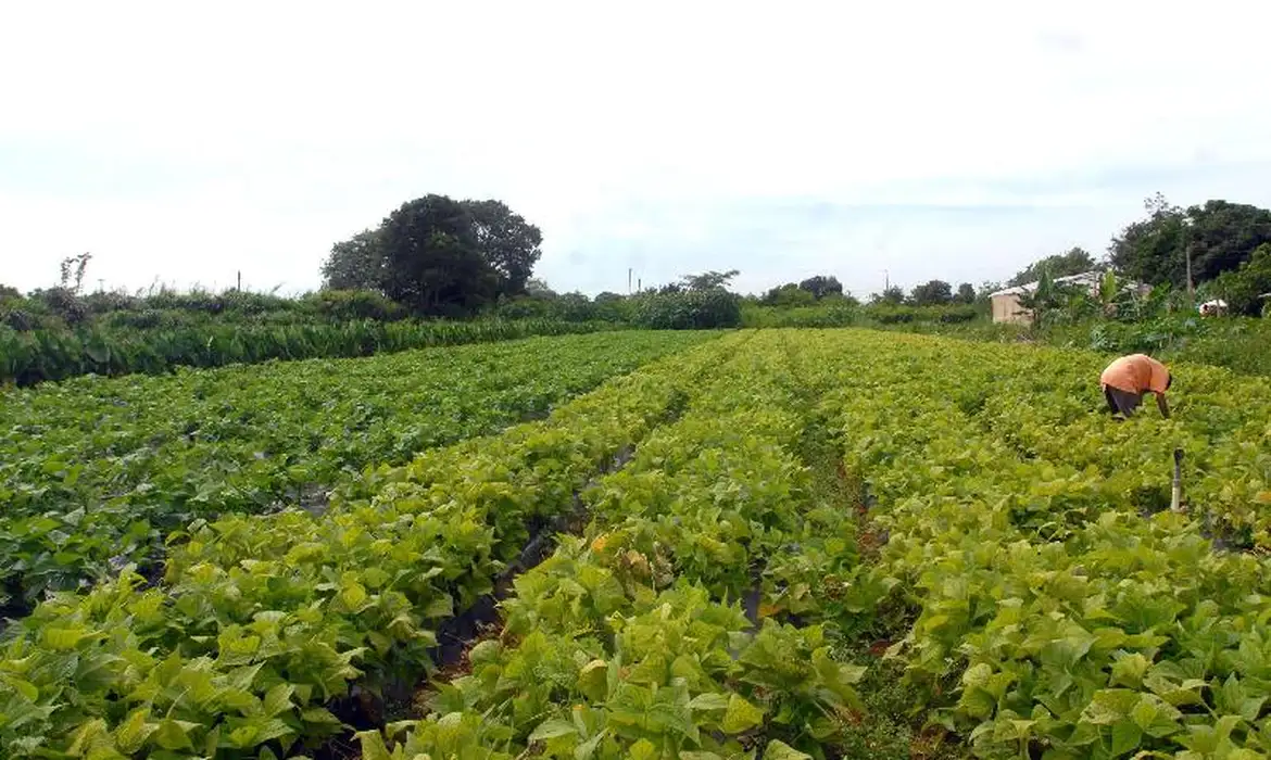 Agricultura confirma 3º foco da doença de Newcastle em granja comercial de Nova Erechim (SC)