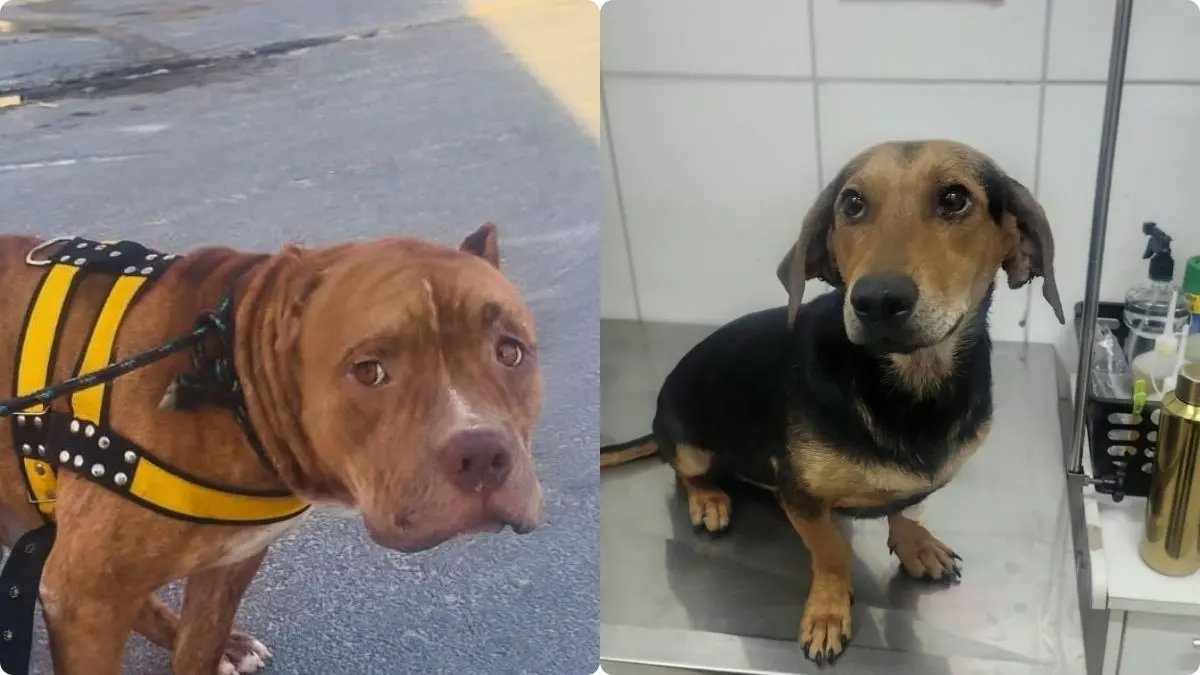 Cães resgatados em Goiânia precisam de um lar